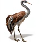 OReilly C++ Programming Object-Oriented Design Kindle-0